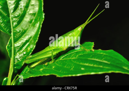 Tramoggia di erba. Il Grasshopper è un insetto del sottordine Caelifera nell'ordine Orthoptera. Foto Stock