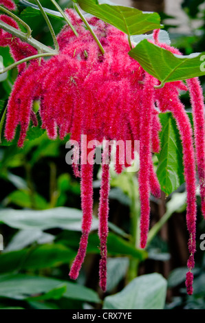 Acalypha hispida Pianta di ciniglia, Indonesia Foto Stock