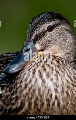 Il germano reale (Anas platyrhynchos) femmina Foto Stock