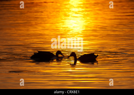 Germani reali (Anas platyrhynchos) al tramonto. Foto Stock