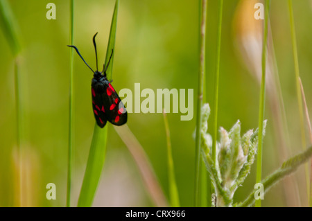 Sei-spot Burnett (Zygaena filipendulae) Foto Stock