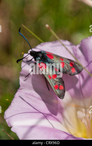 Sei-spot Burnett (Zygaena filipendulae) Foto Stock