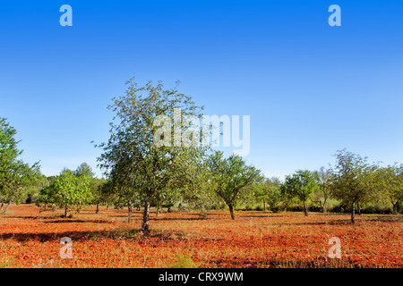 Agricoltura nell isola di Ibiza miscelati alberi di fico mandorla e carrubo Foto Stock