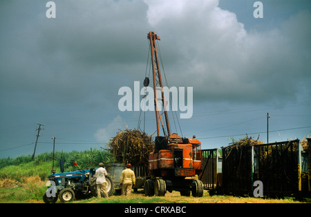 St Kitts la raccolta di canna da zucchero sollevamento gru sulla canna da zucchero al rimorchio trainato dal trattore Foto Stock