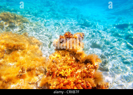 Isole Baearic subacquea fondo mare vista snorkeling Foto Stock