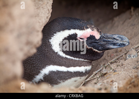 Magellanic penguin al Caleta Valdes sulla Penisola Valdes Foto Stock