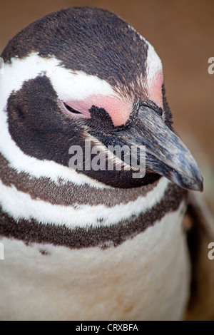 Magellanic penguin al Caleta Valdes sulla Penisola Valdes Foto Stock