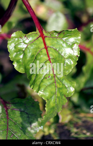 FOGLIE DI RADICE DI BARBABIETOLA Foto Stock