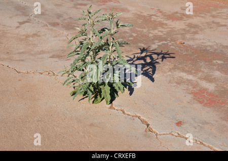 Le erbacce che crescono in la crepa nel pavimento di cemento Foto Stock