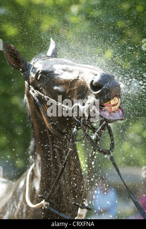 Un cavallo prende una doccia Foto Stock