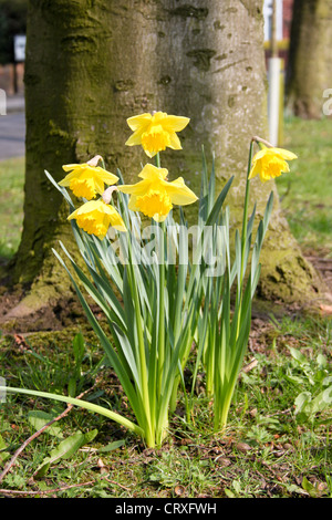 Naturalizzato mazzetto di Yellow Daffodils crescente accanto a un tronco di albero in primavera Foto Stock