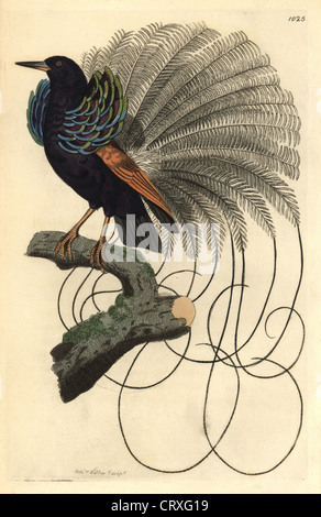 Le Nebuleux uccello del paradiso, Paradisaea nigricans. Foto Stock