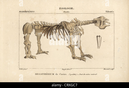 Lo scheletro fossile di un grande bestia, Megatherium, Foto Stock