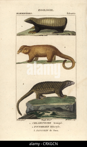 Pink fairy armadillo, Chlamyphorus truncatus, setoso Anteater, Ciclopi didactylus e Sunda pangolin, Manis javanica. Foto Stock