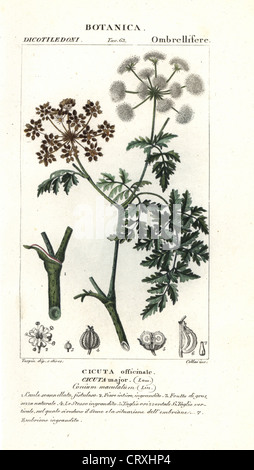 La cicuta, Conium maculatum. Foto Stock