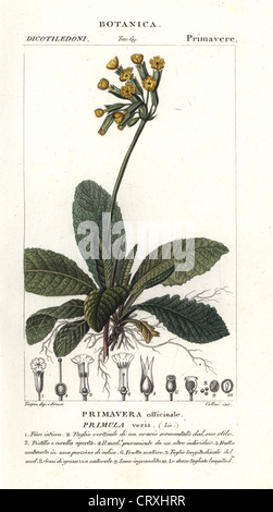 Cowslip, Primula veris. Foto Stock