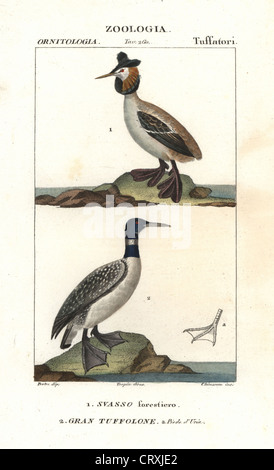 Cornuto o di Slavonia svasso, Podiceps auritus e great northern loon, Gavia immer. Foto Stock