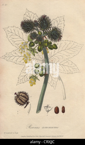 Olio di ricino pianta, Ricinus communis. Foto Stock