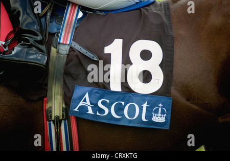 Primo piano di numero 18 una tela di sella, su un cavallo di baia a Royal Ascot Foto Stock