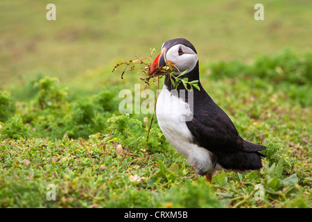 Puffin con materiale di nesting Foto Stock