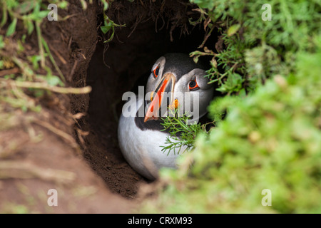 Puffin nella sua tana Foto Stock