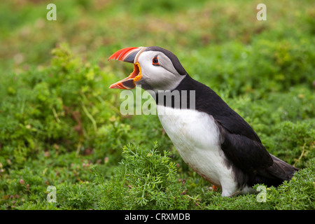 Ritratto di un puffini, chiamando Foto Stock