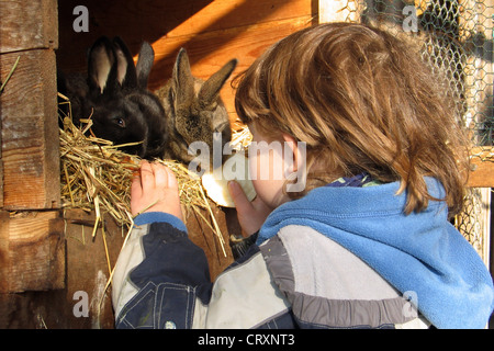 Un bambino è di alimentare i conigli in azienda Foto Stock