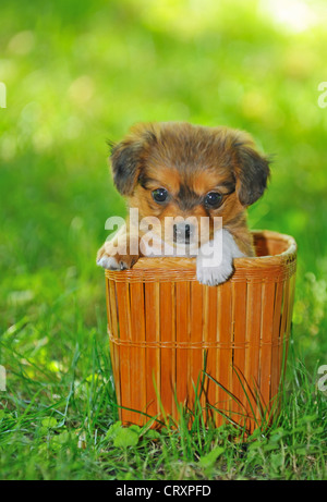 Pekinese cucciolo di cane Foto Stock