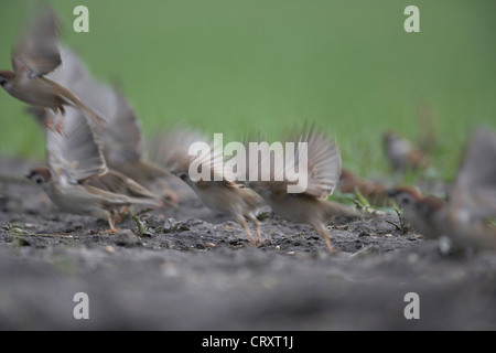 Un gregge di Eurasian Tree Sparrow, Passer montanus, prendere al volo, East Yorkshire, Regno Unito Foto Stock