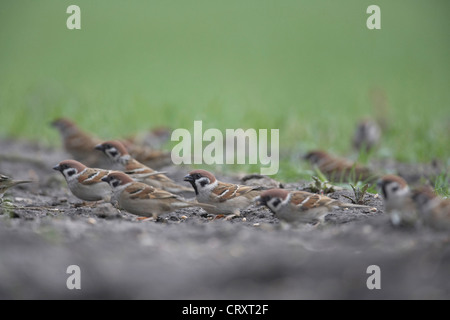 Un gregge di Eurasian Tree Sparrow, Passer montanus, alimentando sul terreno, East Yorkshire, Regno Unito Foto Stock