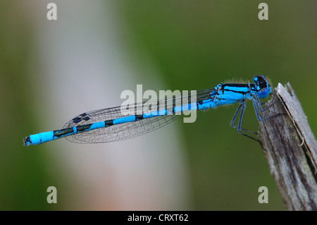 Comune damselfly blu enallagma cyathigerum Foto Stock