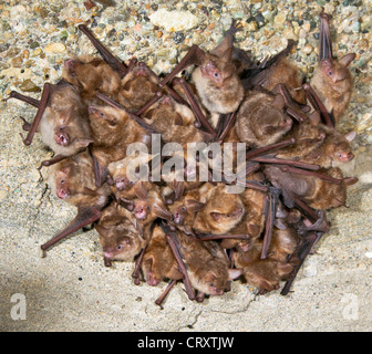 Una colonia del Geoffroy's pipistrelli (Myotis emarginatus) sul soffitto di un monastero abbandonato (Repubblica di Georgia). Foto Stock