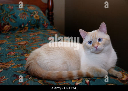 Un ritratto di una dagli occhi blu punto di fiamma gatto siamese gatto. Foto Stock