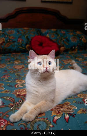 Un ritratto di una dagli occhi blu punto di fiamma gatto siamese gatto. Foto Stock
