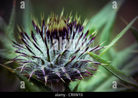 Thistle (Spear Thistle - Cirsium vulgare) appena prima della fioritura. Foto Stock