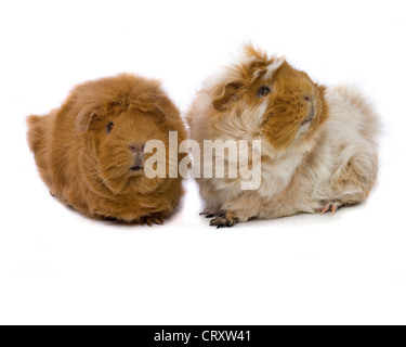 Due cavie su sfondo bianco Foto Stock