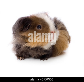 Capelli lunghi Cavia su sfondo bianco Foto Stock