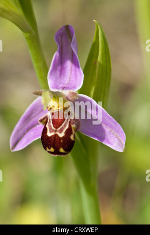 Close-up di Bee Orchid, Ophrys apifera, Wiltshire, Regno Unito Foto Stock
