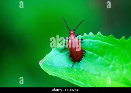 Il Cardinale beetle sulla foglia. Dorset, Regno Unito Giugno 2012 Foto Stock