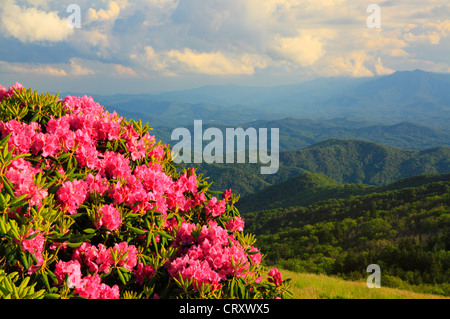 Rhododendron accanto Appalachian Trail in intagliatori Gap, Stefano montagna, Carver il Gap, Tennessee / North Carolina, STATI UNITI D'AMERICA Foto Stock