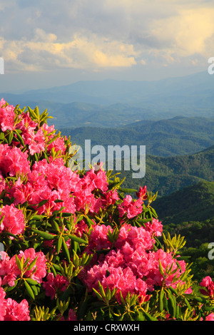 Rhododendron accanto Appalachian Trail in intagliatori Gap, Stefano montagna, Carver il Gap, Tennessee / North Carolina, STATI UNITI D'AMERICA Foto Stock