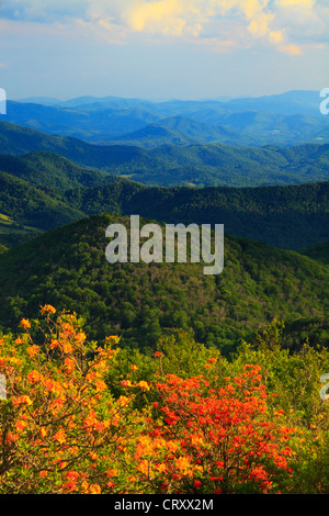 Azalea fiamma accanto Appalachian Trail nel traferro del motore, Stefano montagna, Carver il Gap, Tennessee / North Carolina, STATI UNITI D'AMERICA Foto Stock