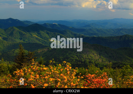 Azalea fiamma accanto Appalachian Trail nel traferro del motore, Stefano montagna, Carver il Gap, Tennessee / North Carolina, STATI UNITI D'AMERICA Foto Stock