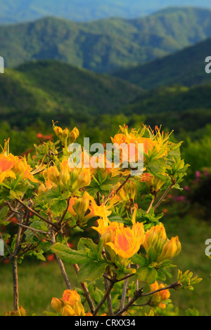 Azalea fiamma accanto Appalachian Trail nel traferro del motore, Stefano montagna, Carver il Gap, Tennessee / North Carolina, STATI UNITI D'AMERICA Foto Stock