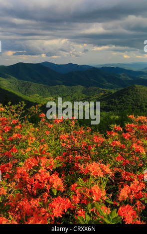 Azalea fiamma accanto Appalachian Trail nel traferro del motore, Stefano montagna, Carver il Gap, Tennessee / North Carolina, STATI UNITI D'AMERICA Foto Stock