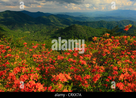 Azalea fiamma accanto Appalachian Trail nel traferro del motore, Stefano montagna, Carver il Gap, Tennessee / North Carolina, STATI UNITI D'AMERICA Foto Stock