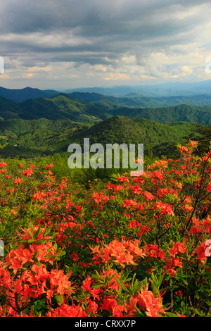 Azalea fiamma accanto Appalachian Trail nel traferro del motore, Stefano montagna, Carver il Gap, Tennessee / North Carolina, STATI UNITI D'AMERICA Foto Stock