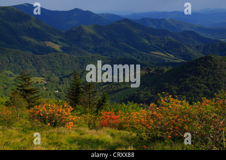 Azalea fiamma accanto Appalachian Trail nel traferro del motore, Stefano montagna, Carver il Gap, Tennessee / North Carolina, STATI UNITI D'AMERICA Foto Stock