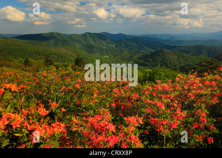 Azalea fiamma accanto Appalachian Trail nel traferro del motore, Stefano montagna, Carver il Gap, Tennessee / North Carolina, STATI UNITI D'AMERICA Foto Stock