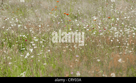 Fiore selvatico prato Foto Stock